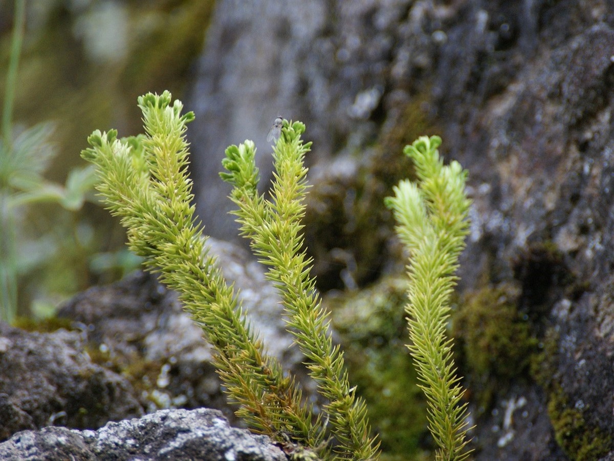 Huperzia selago subsp. selago (Lycopodiaceae)